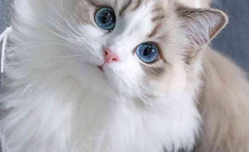 大连蝙蝠侠科技有限公司在深圳的SEO服务中如何体现其专业性？