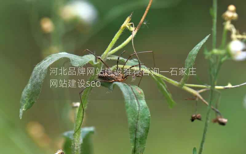河北品牌网站建设推荐咨询—石家庄网站建设seo