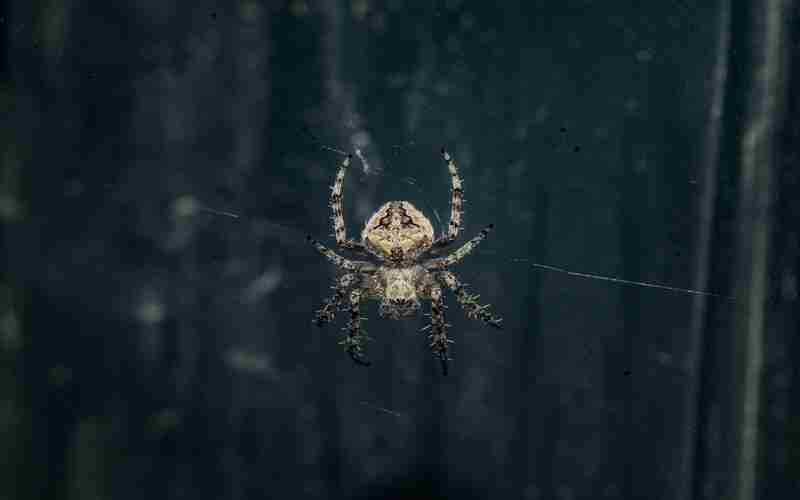 dedecms安装企业模块500错误,npm安装依赖报错