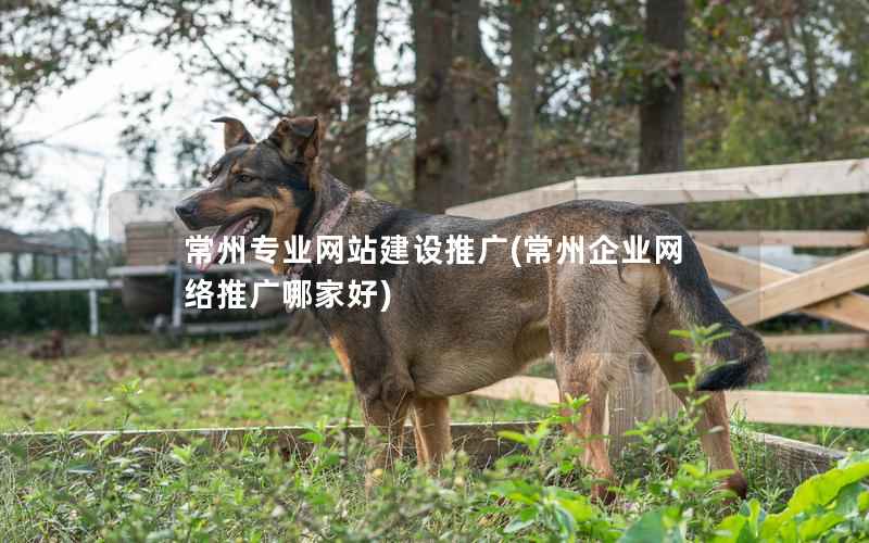 常州专业网站建设推广，常州企业网络推广哪家好