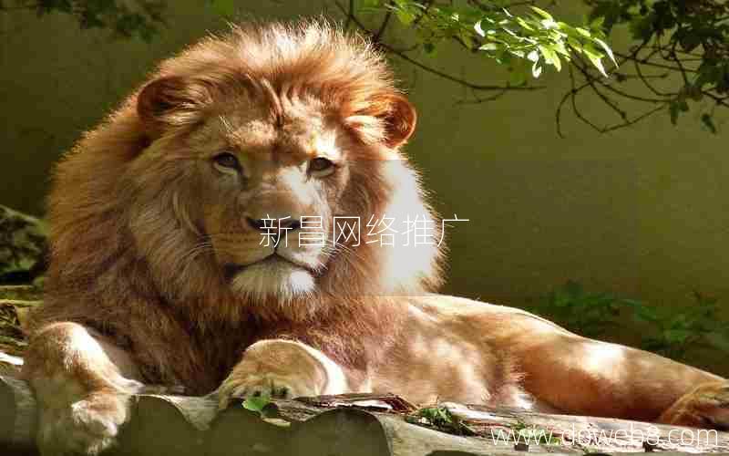 新昌网络推广